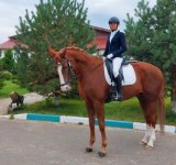 Успехи ярославских спортсменок в конном спорте